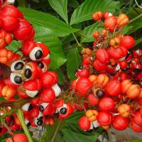 Large picture Guarana extract