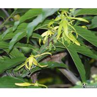 Large picture Ylang Ylang Oil