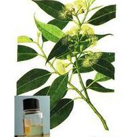 Large picture Eucalyptus oil