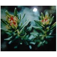 Large picture Rhodiola Rosae P. E 5% Rosavins/3% Salidroside