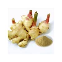 Large picture Ginger Root Extract 5% Gingerols