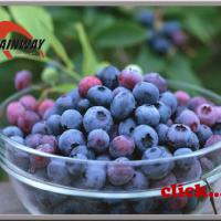 Large picture Herbal extract, Bilberry Extracts
