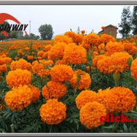Large picture Herbal extract, Marigold Extract, Lutein 5% - 80%