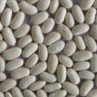Large picture white kidney beans