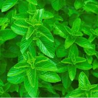 Large picture Spearmint Oil, CAS: 8008-79-5