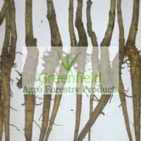 Large picture Teak root shoot (Tectona Grandis)