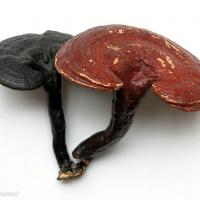 Large picture Reishi Mushroom extract
