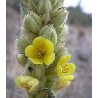 Large picture great mullein  seed