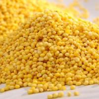 Large picture Yellow Millet Groats, China origin.