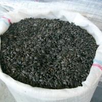 Large picture Sunflower seeds for oil