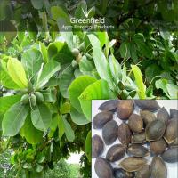 Large picture Badam fruit  seeds ( Prunus Dulcis )