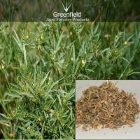 Large picture Stylo hamata grass seeds ( Stylosanthes hamata )