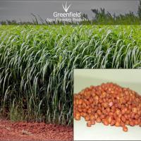 Large picture Red Sudan grss seeds ( Sorghum Sudan Grass )