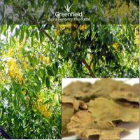 Large picture Bija tree seeds ( Pterocarpus Marsupium )