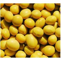 Large picture Supply Soybean Powder Extract 40%