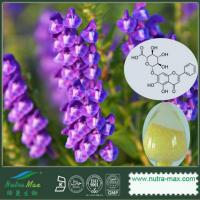 Large picture Scutellaria baicalensis Extract